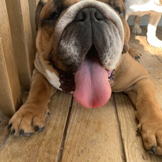 ブリーダー引退犬 ブルドッグ！ 