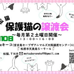 松猫 保護猫の譲渡会