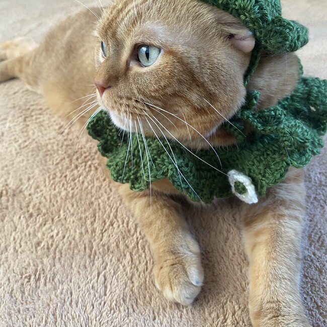 ちらとらのカバー写真