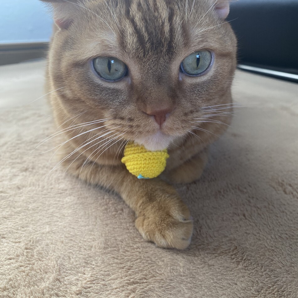 勝寅 (通称：とら)のカバー写真