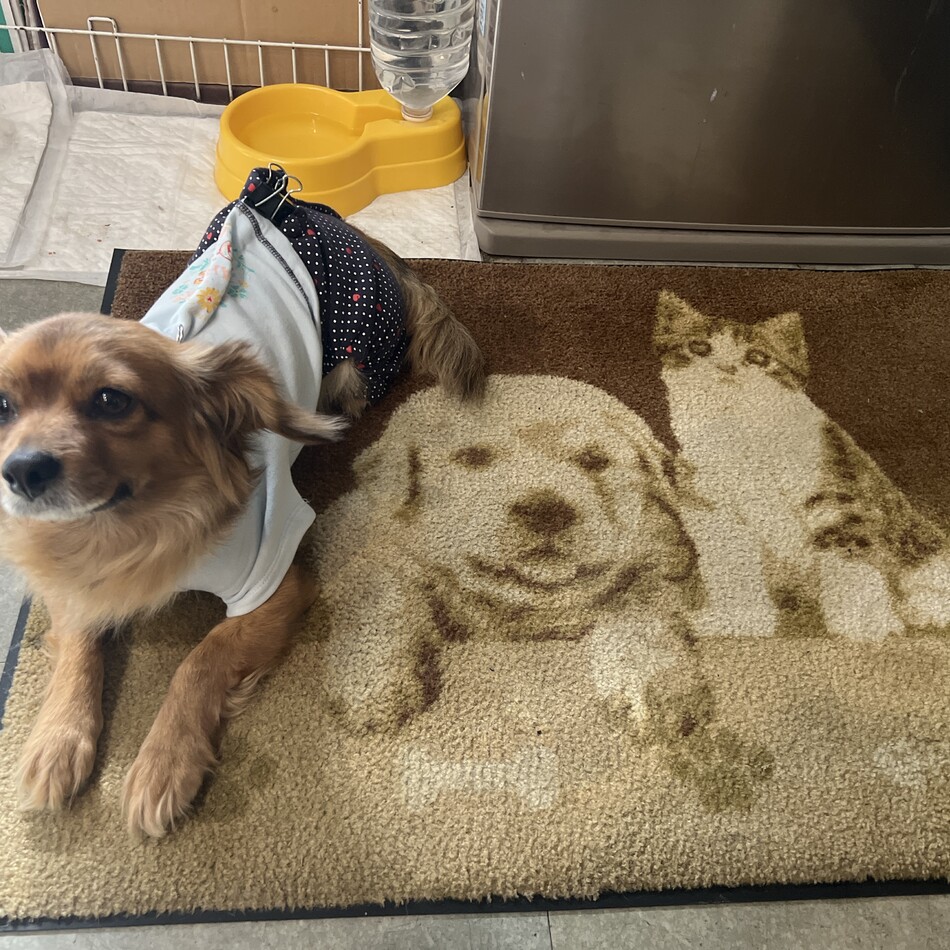 チョコのカバー写真