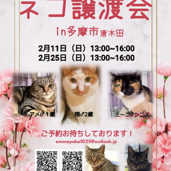 保護猫譲渡会　多摩市