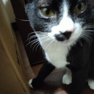 ハチワレくん　もうすぐ1歳良い子です