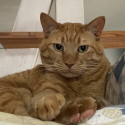 保護猫譲渡会　多摩市 サムネイル3