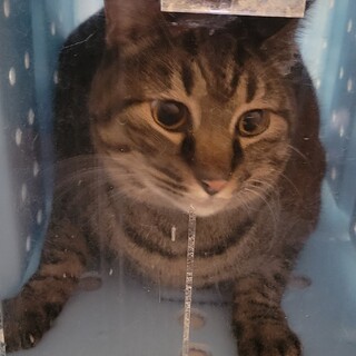 センター収容の崖っぷち猫エイズキャリア♂️去勢済み