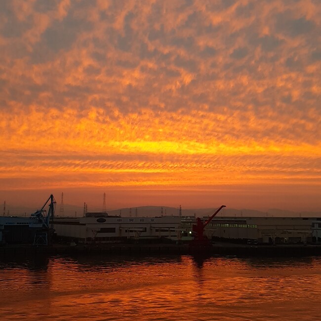 step by step 犬の里親探しのカバー写真