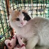 チンチラミックス三毛８か月ゴージャス サムネイル2