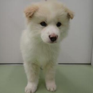 モフモフでお散歩上手な子犬のカムイくん