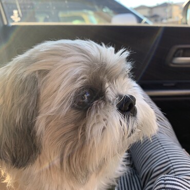 そらを保護して5年。相変わらずマイペースなそら。モリモリ食べて元気に毎日過ごしてます。悩みは分離不安症。