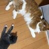 2キロの子と並ぶとわかりやすい大きさ