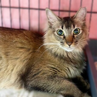 動物病院の保護猫・ソマリ？ゴージャスなゴロスリさん