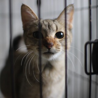 ちゅーるをくださいニャン、みぞれちゃん