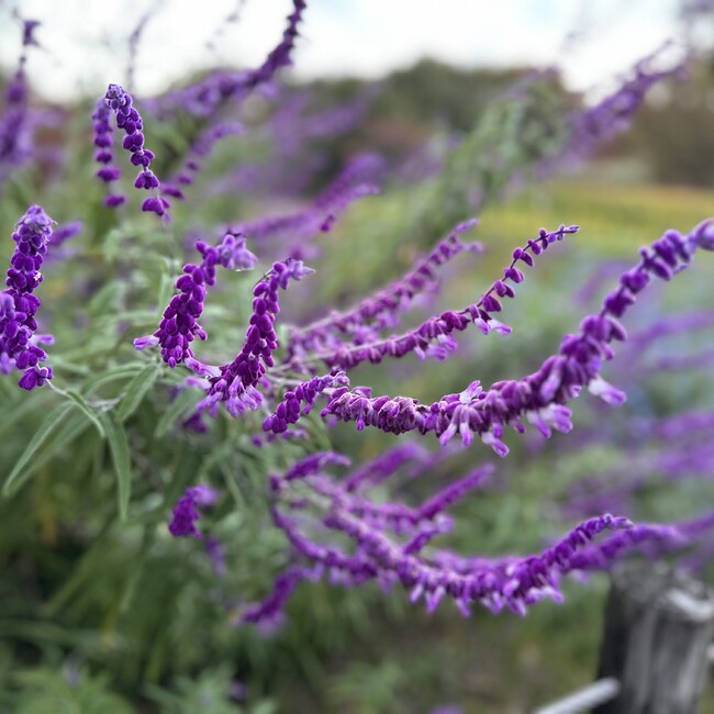 はちみつれもんのカバー写真