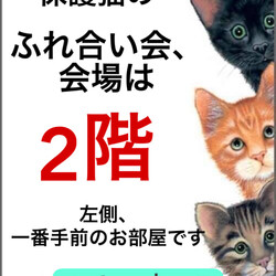 譲渡型　保護猫のふれあい会 サムネイル3
