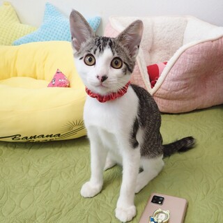 【2/11東銀座】メロくん★3ヵ月♪