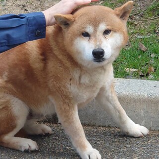 慎重派紳士、柴犬風の誉(ほまれ)くん