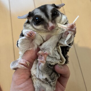 フクモモ　男の子　