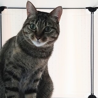 ボブテイルの美人さんです