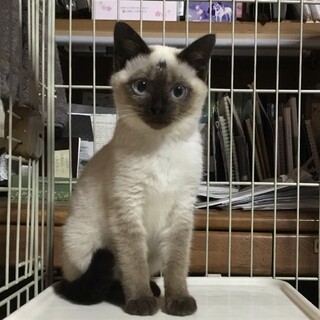 終生飼える方求む