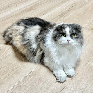 スコティッシュの女の子