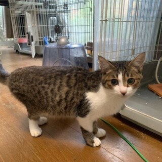 おしゃべり甘えん坊のキジ白 がび丸君