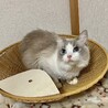 ラグドールの男の子 サムネイル2