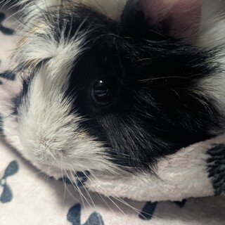 モルモット アビシニアン メス