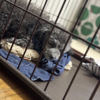 トイプードル（生後10ヶ月）