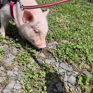 マイクロミニブタ女の子