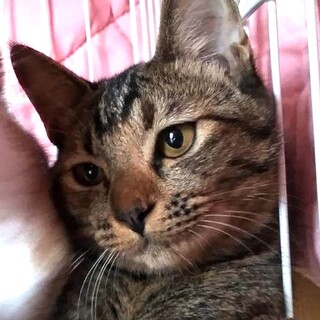 だっこ大好きゴロニャンのねねちゃん（8ヶ月）