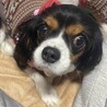 美人でとっても甘えっ子さんのキャバリアの女の子 サムネイル7