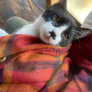 可愛いヒゲ猫オセロくん