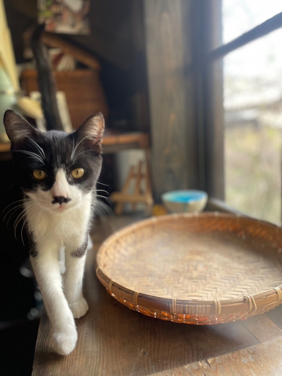 可愛いヒゲ猫オセロくん」愛知県 - 猫の里親募集(482888) 2枚目の画像