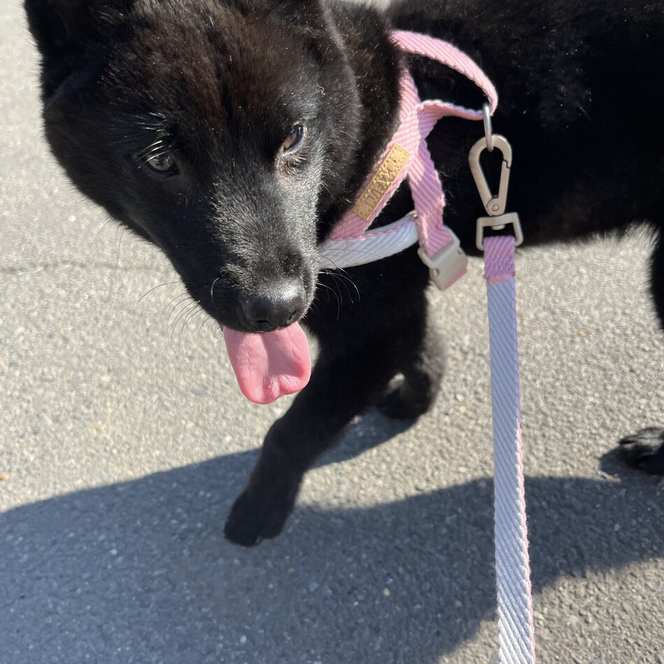 あんこのカバー写真