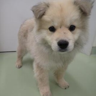 ぬいぐるみみたいに可愛い子犬のピリカくん