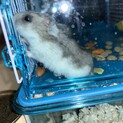 ジャンガリアンハムスターの男の子です