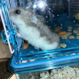 ジャンガリアンハムスターの男の子です