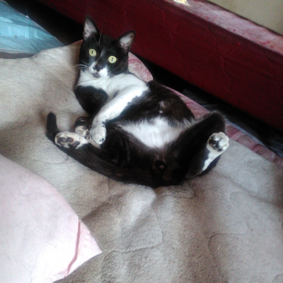 小野理香のカバー写真