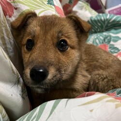 譲渡会☆子犬子猫ばかり（午後にオンライン譲渡会もあります）