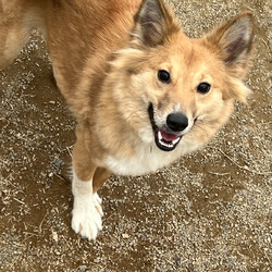 ドッグランde譲渡会（インスタライブ配信あります）