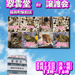 翠雲堂de譲渡会☆子犬・子猫圧倒的多数♪（インスタライブ配信あり） サムネイル1