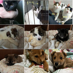 翠雲堂de譲渡会☆子犬・子猫圧倒的多数♪（インスタライブ配信あり） サムネイル2
