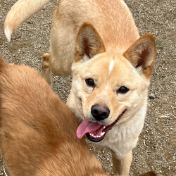 常総運動公園de譲渡会（中型わんちゃん。小型犬の参加もあるかも）インスタライブも配信予定