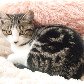 アメショーmixしょこたん♥️