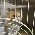 不思議ちゃんなペルシャ（エキゾチックロングヘア）