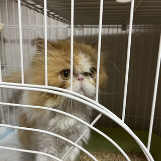 不思議ちゃんなペルシャ（エキゾチックロングヘア）