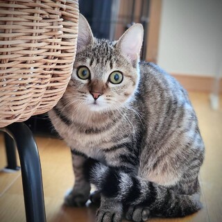 愛らしいはるか　キジの女の子　9か月