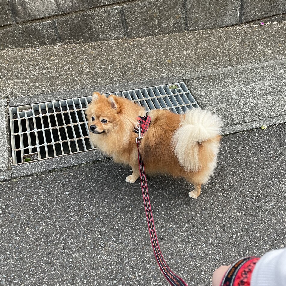 ぽん吉のカバー写真