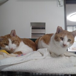 「仲良しそっくりさん」サムネイル1