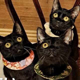 瀕死の子猫が元気になりました！